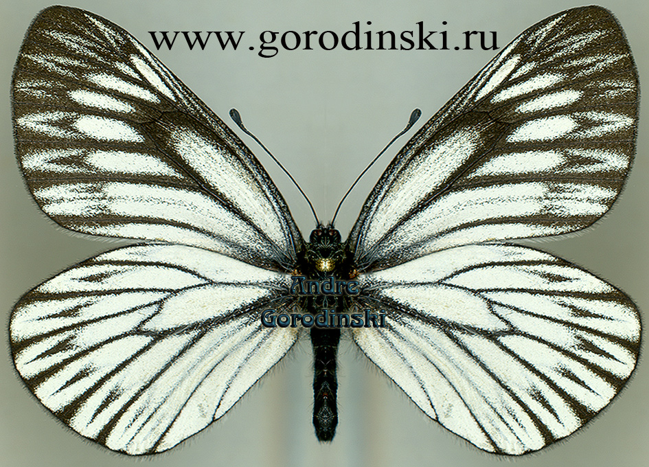 http://www.gorodinski.ru/pieridae/Aporia goutellei goutellei.jpg